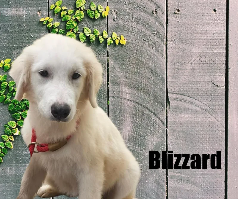 Blizzard  Yukon  thumbnail 2