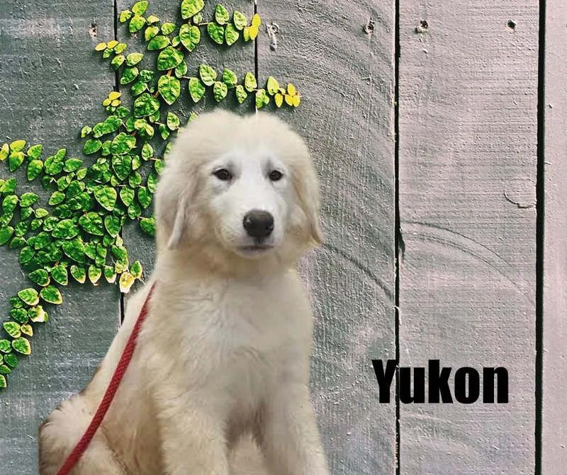 Blizzard  Yukon  thumbnail 4