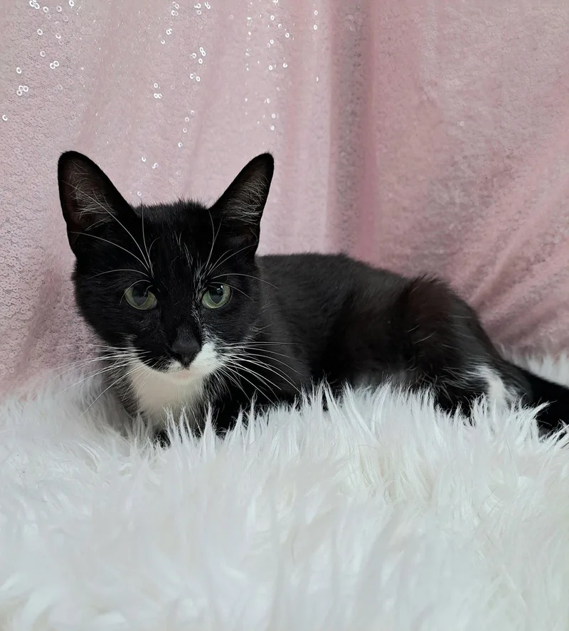 An adult medium-sized female Black & White / Tuxedo Domestic Short Hair cat named Myrtle for adoption in Clarkesville, GA