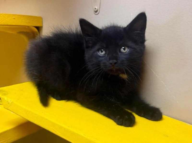 A baby medium-sized male Black Domestic Short Hair cat named Mr Midnight for adoption in Maryville, MO