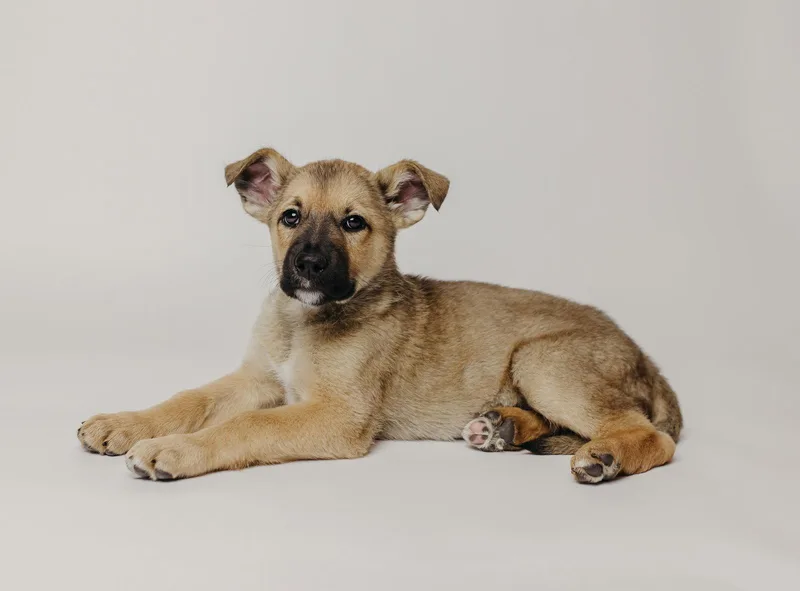 A baby medium-sized female Shepherd dog named Otter Pop for adoption in Salt Lake City, UT