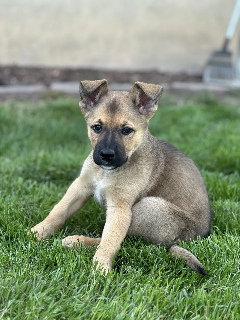 Otter Pop thumbnail 3