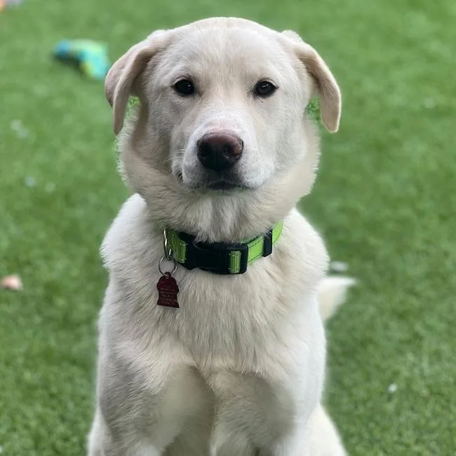 A young large-sized female Labrador Retriever dog named Betsy for adoption in San Diego, CA
