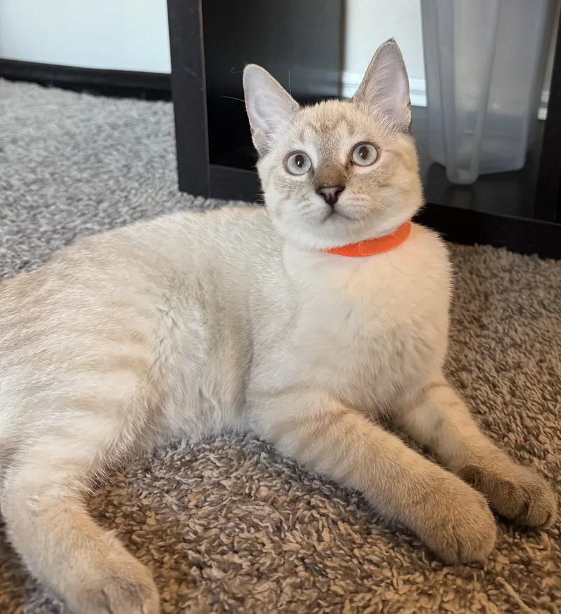 An adult medium-sized male Siamese cat named Charlie for adoption in Bentonville, AR