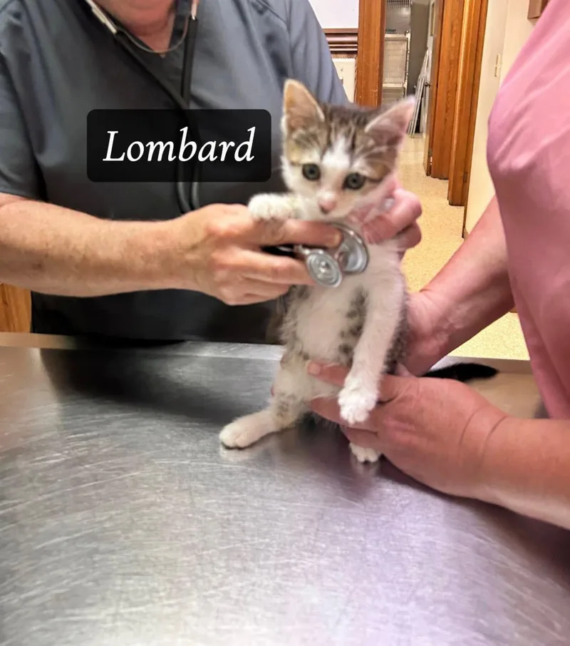 A baby medium-sized male Domestic Short Hair cat named Lombard for adoption in Saginaw, MI