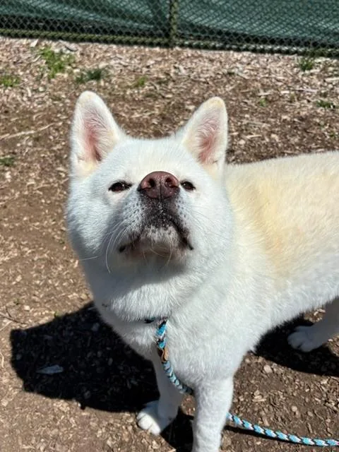 An adult medium-sized male Akita dog named Alik for adoption in Leesburg, VA