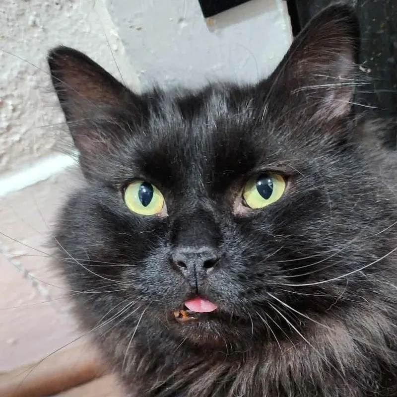 An adult medium-sized male Black Domestic Long Hair cat named Fluff for adoption in Stoughton, WI