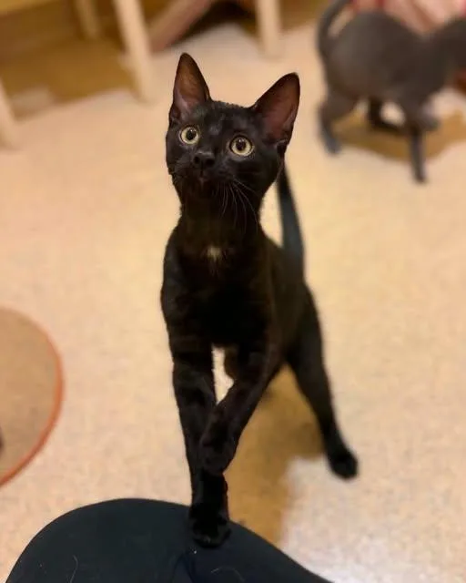 A young medium-sized male Black Domestic Short Hair cat named Rocky and Bullwinkle for adoption in Fremont, MI