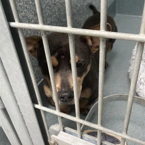 A young small-sized male Gray / Blue / Silver Dachshund dog named Denim for adoption in Long Beach, CA