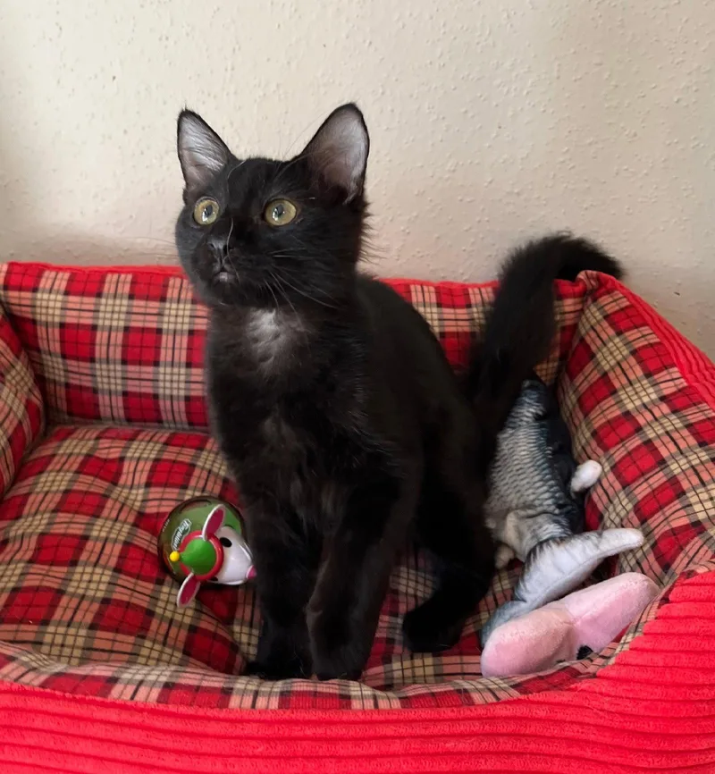 A baby medium-sized male Black Bombay cat named Peluchin fluffylapcat for adoption in Houston, TX