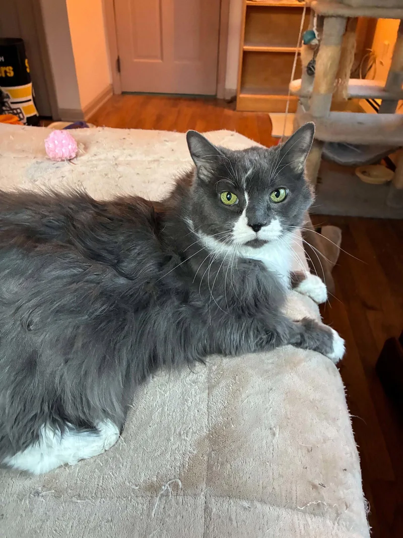 A senior small-sized female Gray & White Domestic Long Hair cat named Suki for adoption in Stewartsville, NJ