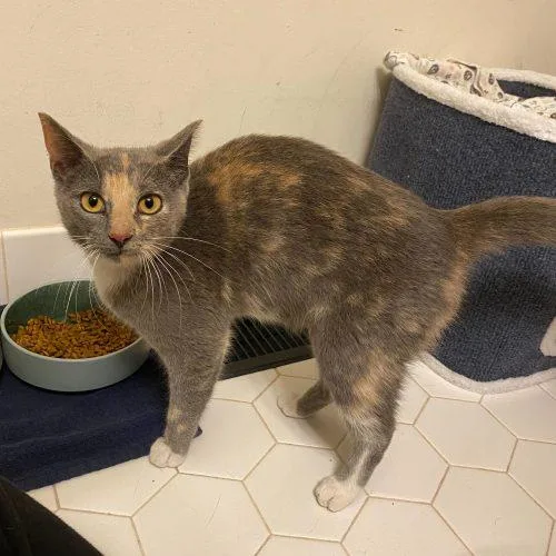 A young medium-sized female Dilute Calico Domestic Short Hair cat named Verna for adoption in Toms River, NJ