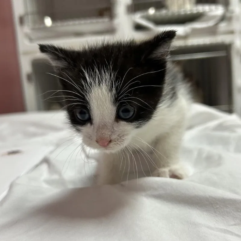 A baby small-sized female White Domestic Short Hair cat named Sabrina Clawpenter for adoption in Branson, MO