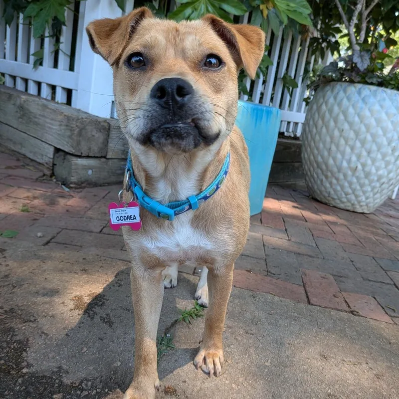 An adult medium-sized female Yellow / Tan / Blond / Fawn Labrador Retriever dog named Godrea for adoption in Wake Forest, NC