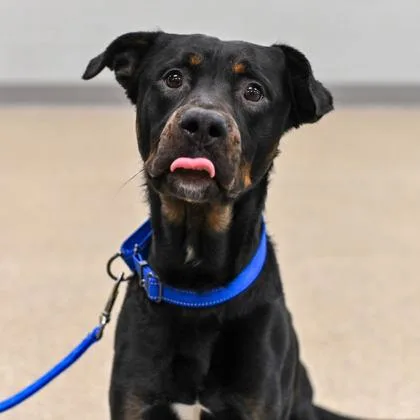 An adult medium-sized male Mixed Breed dog named Atlas for adoption in Westbrook, ME