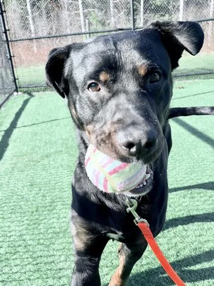Atlas thumbnail 3