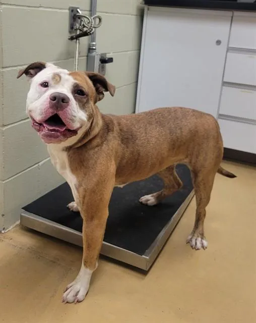 A young large-sized female Pit Bull Terrier dog named Princess for adoption in Minneapolis, MN
