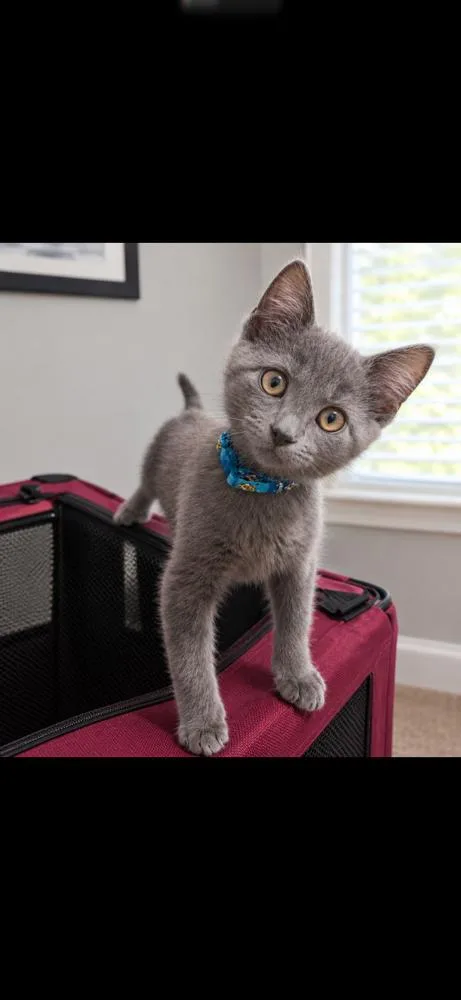 A baby small-sized female Domestic Medium Hair cat named Bluey for adoption in Virginia Beach, VA