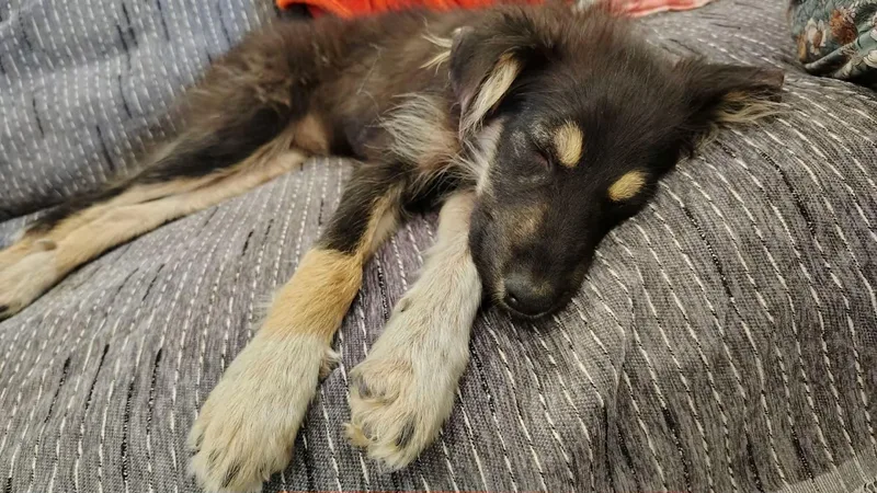 Suki