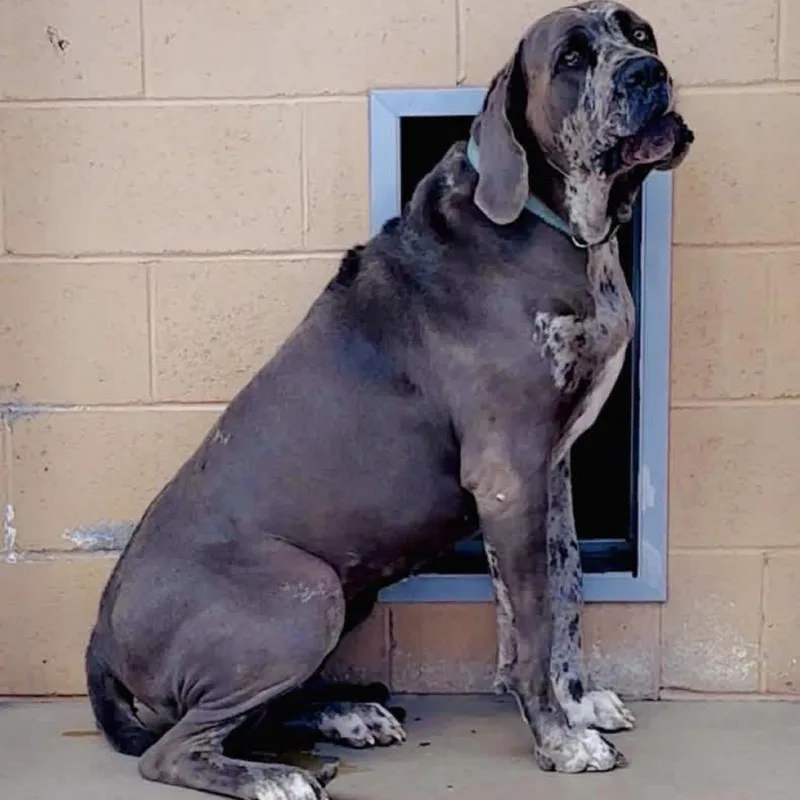 An adult extra large-sized female Gray / Blue / Silver Great Dane dog named Cookie for adoption in Lander, WY