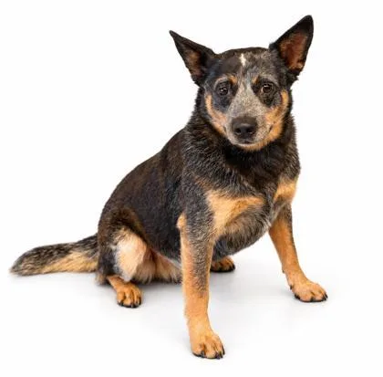 An adult medium-sized female Cattle Dog dog named Sadie Ann for adoption in Bowling Green, KY
