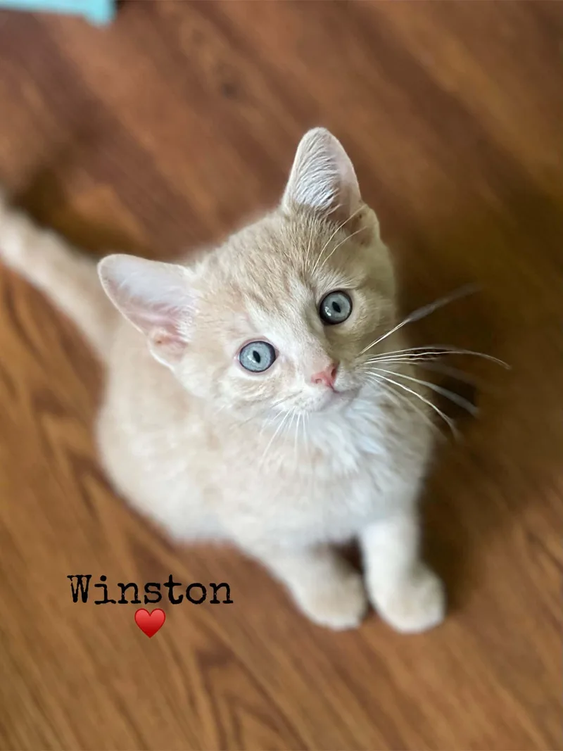 Winston