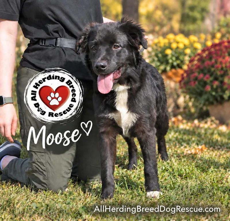 Moose thumbnail 5