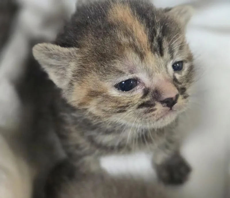 A baby small-sized female Domestic Short Hair cat named Cat Benitar for adoption in Los Angeles, CA