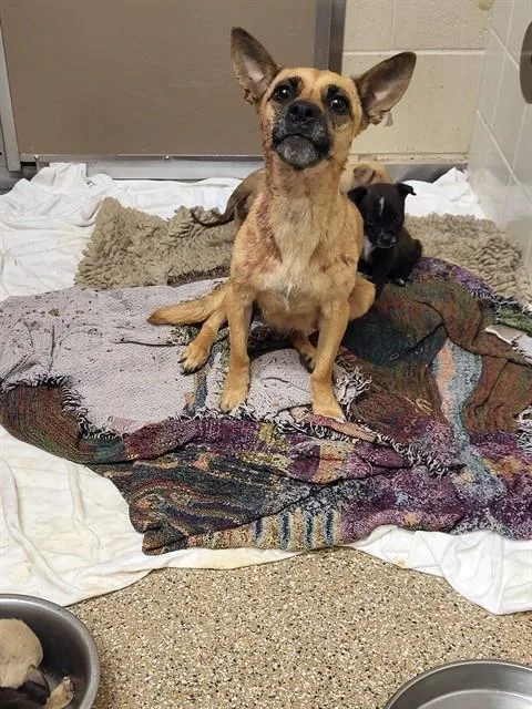 An adult small-sized female Chihuahua dog named Mama for adoption in Albuquerque, NM