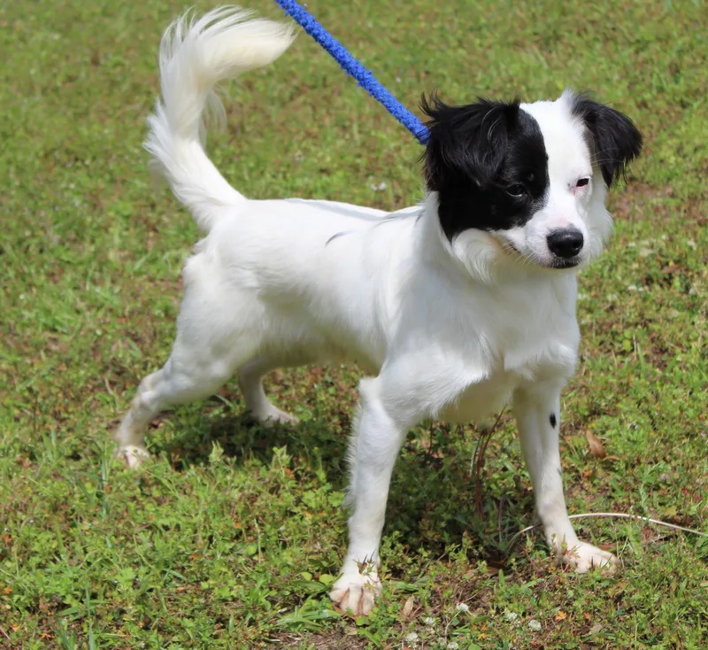 An adult small-sized male Terrier dog named Cruze for adoption in Prattville, AL