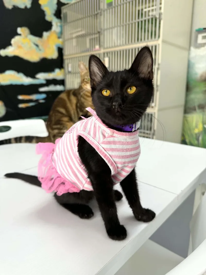 A baby medium-sized female Black Domestic Short Hair cat named Pesto for adoption in Tavares, FL