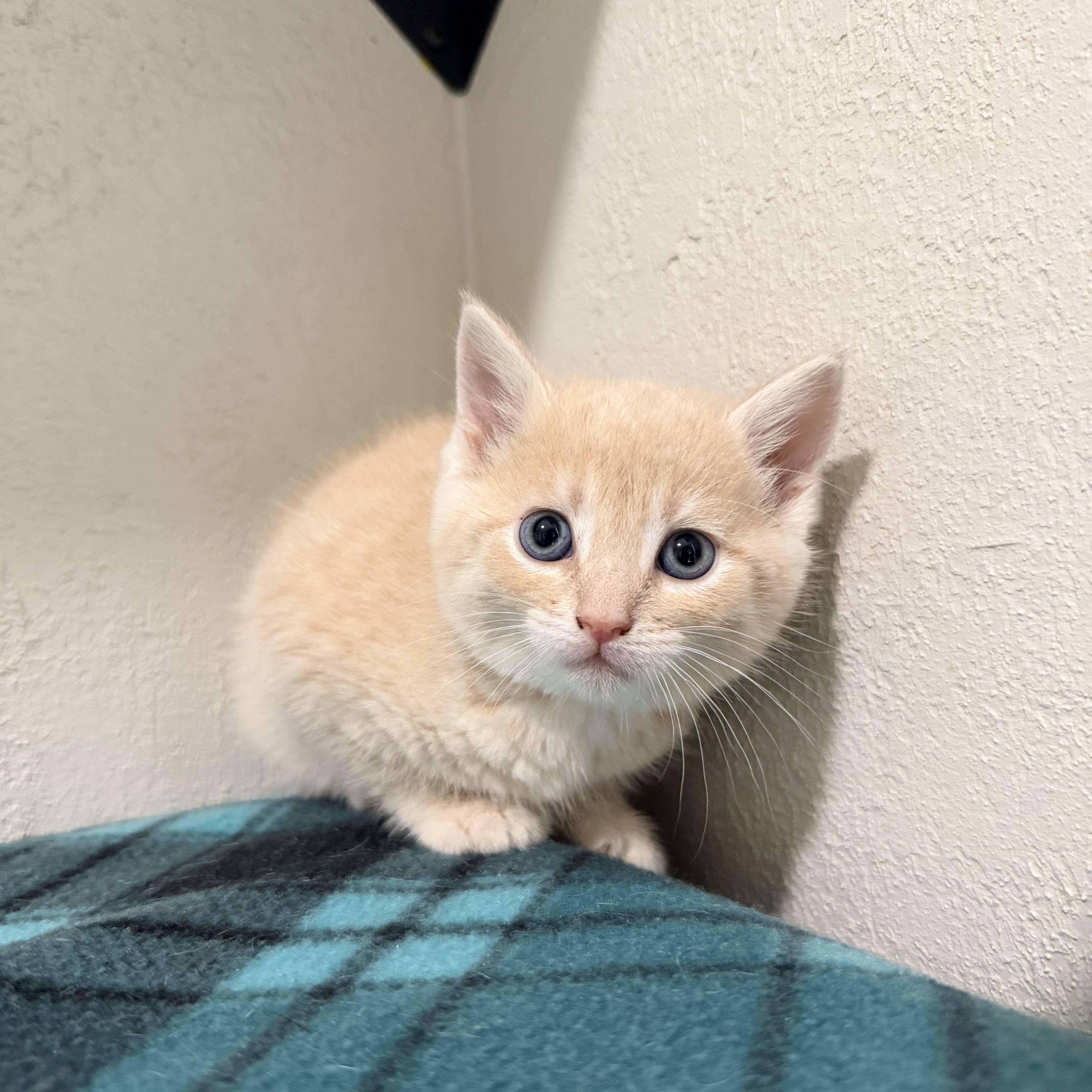 A baby small-sized female Buff / Tan / Fawn Domestic Short Hair cat named Tai for adoption in Greensboro, NC
