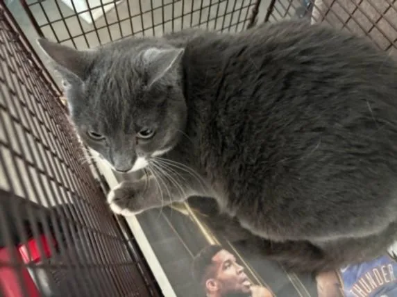 A young small-sized female Domestic Short Hair cat named Puka for adoption in Chatsworth, CA