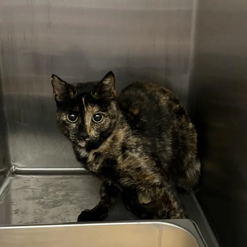 An adult small-sized female Domestic Short Hair cat named Shanel for adoption in Horn Lake, MS