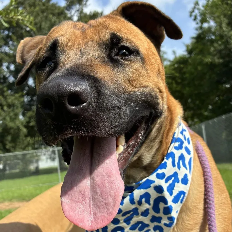 An adult large-sized female Yellow / Tan / Blond / Fawn Shar-Pei dog named Sunshine for adoption in Beaumont, TX
