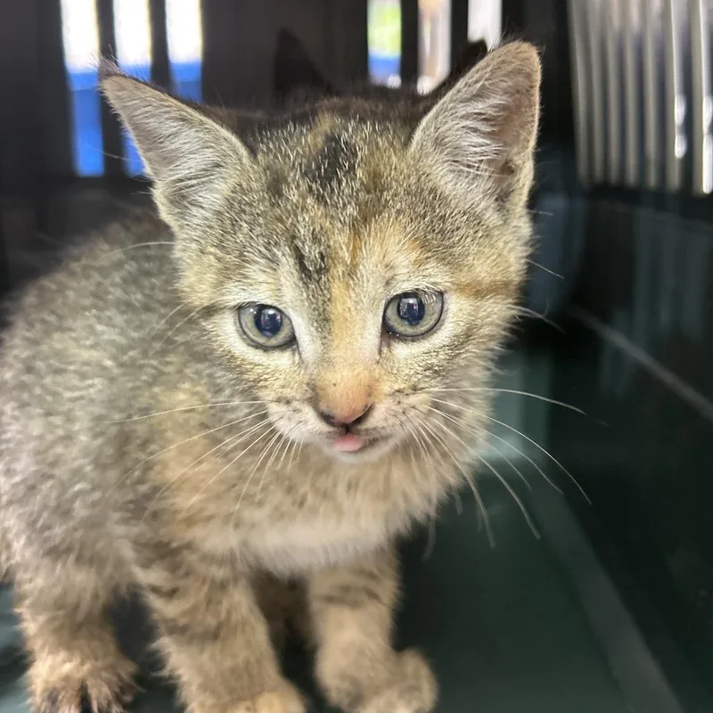 A baby small-sized female Brown / Chocolate Domestic Short Hair cat named Laudna for adoption in Leander, TX
