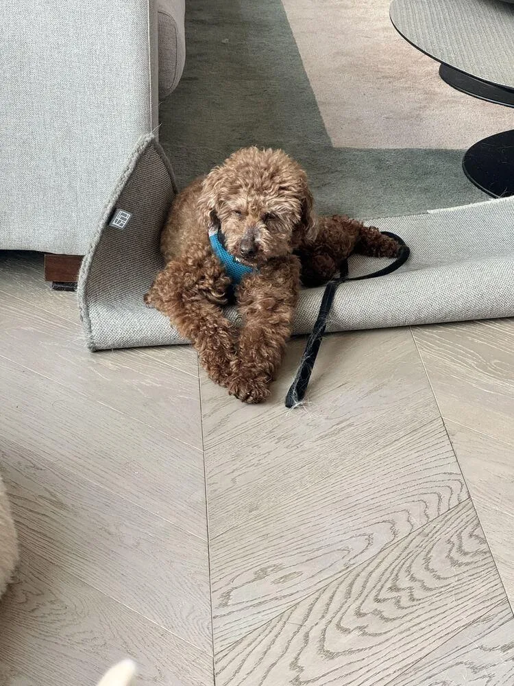 An adult small-sized male Tricolor (Brown, Black, & White) Poodle dog named Atom for adoption in Long Island City, NY