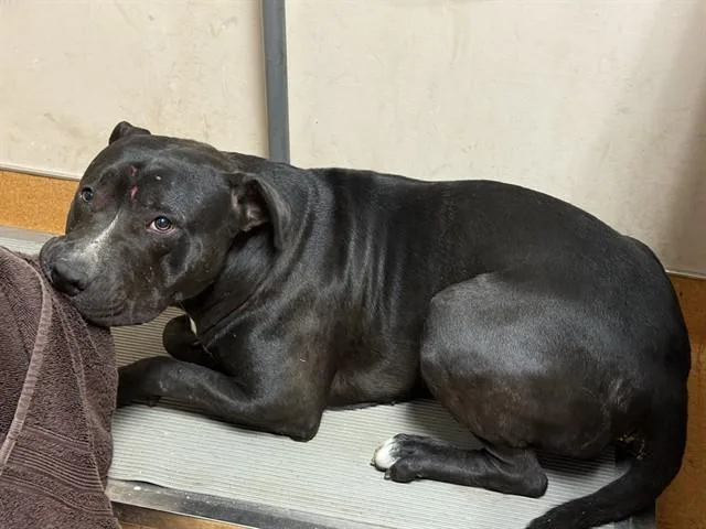 An adult large-sized male Pit Bull Terrier dog named Foghorn Leghorn for adoption in Martinez, CA