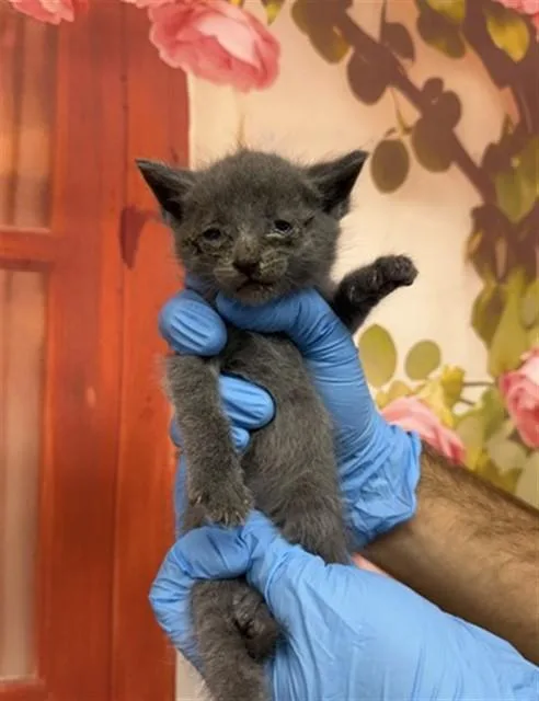 A baby small-sized male Domestic Short Hair cat named Dennis for adoption in San Bernardino, CA