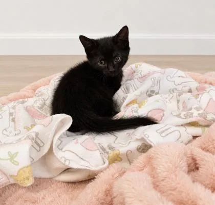 A baby small-sized male Domestic Short Hair cat named Andrew for adoption in Paducah, KY