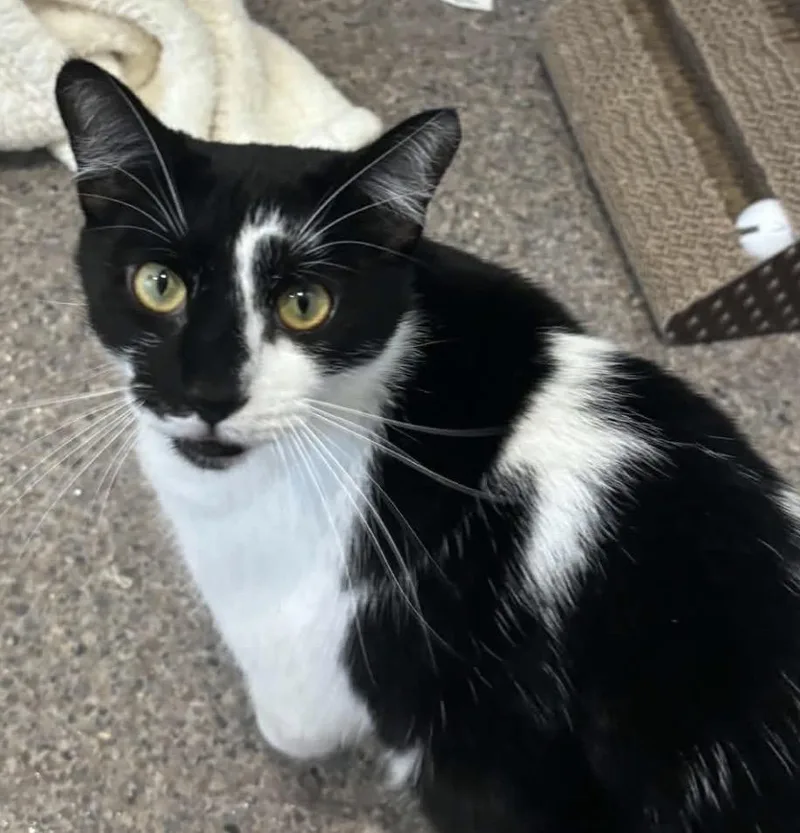 A young medium-sized male Domestic Short Hair cat named Oreo for adoption in Sault Sainte Marie, MI