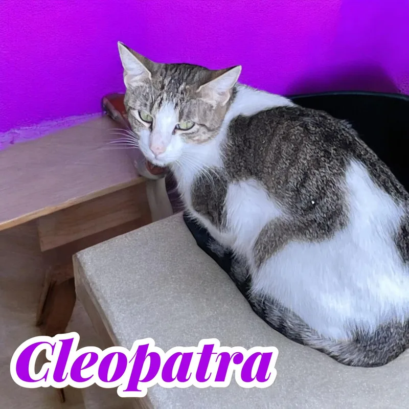 An adult medium-sized female Gray & White Domestic Short Hair cat named Cleopatra  chatty diva for adoption in Chuckey, TN