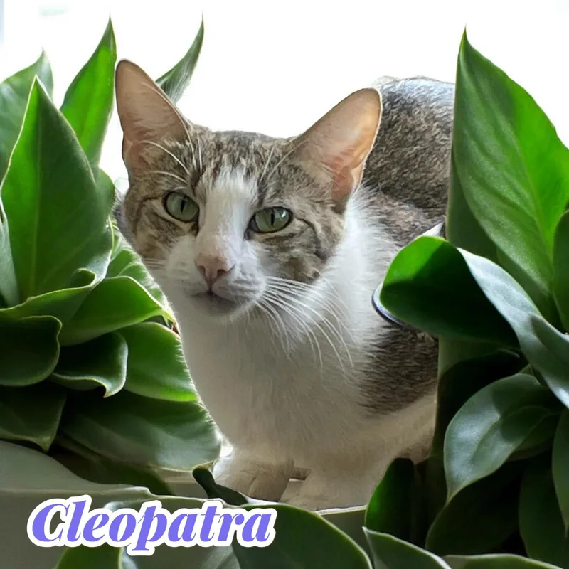 Cleopatra  chatty diva thumbnail 2