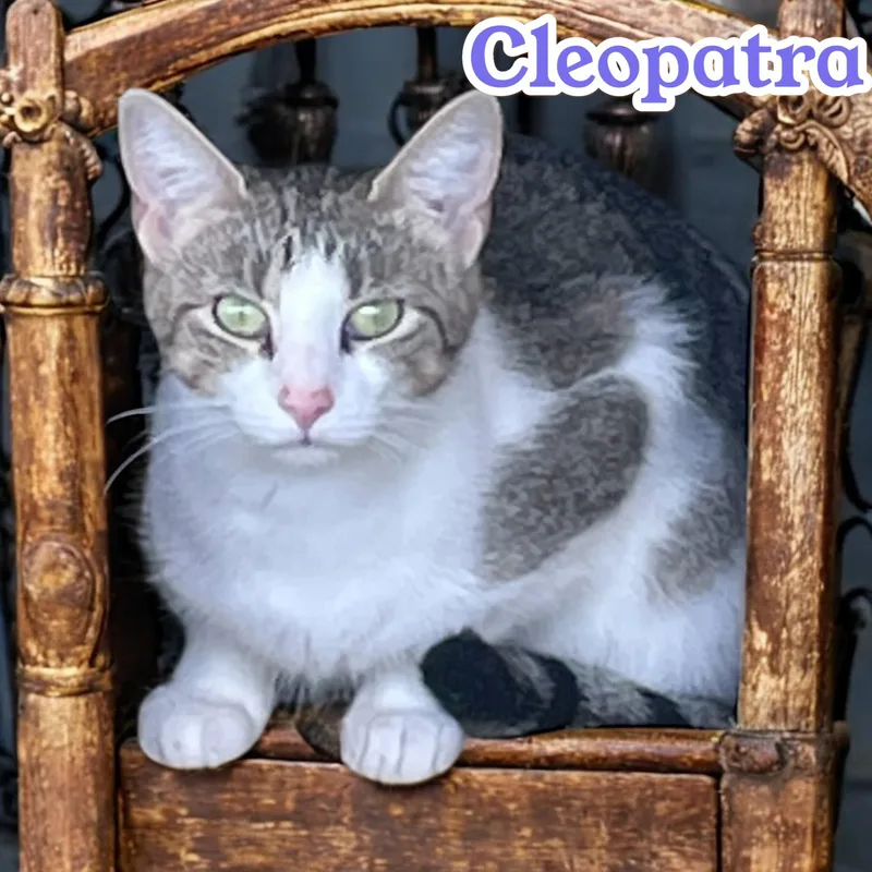 Cleopatra  chatty diva thumbnail 3