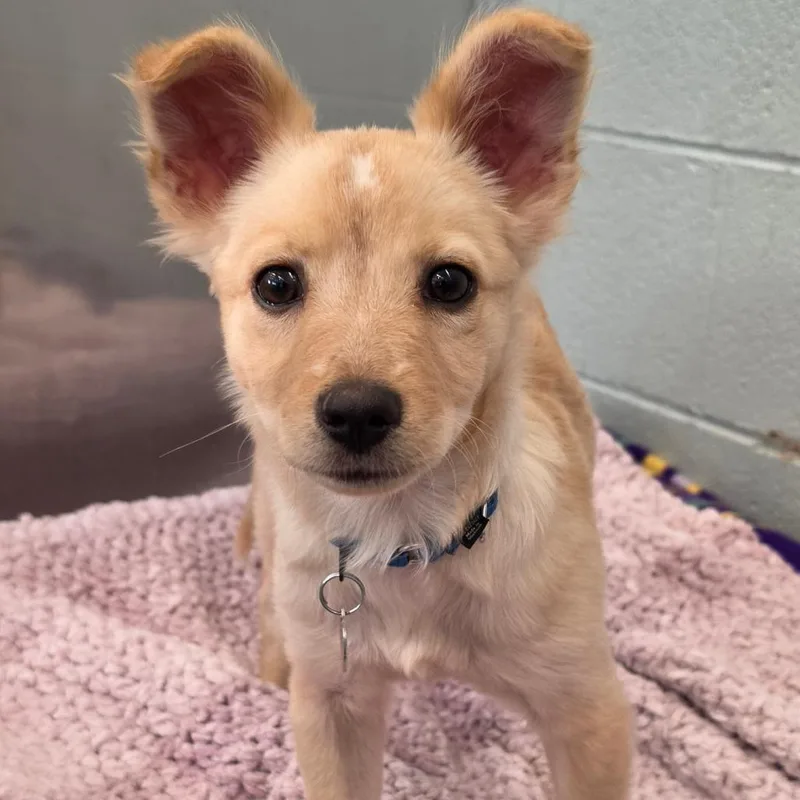 A baby small-sized female Yellow / Tan / Blond / Fawn Mixed Breed dog named Guava for adoption in Wheeling, IL