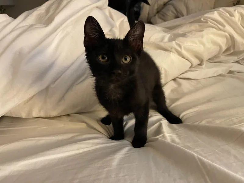 A baby small-sized male Black Domestic Short Hair cat named Mr. Maple & Miss for adoption in Boca Raton, FL