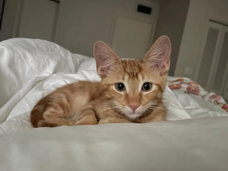 Mr. Maple & Miss thumbnail 3
