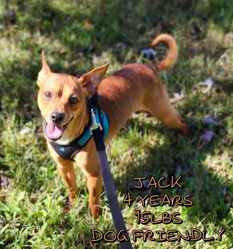 An adult small-sized male Mixed Breed dog named Jack for adoption in Holbrook, NY