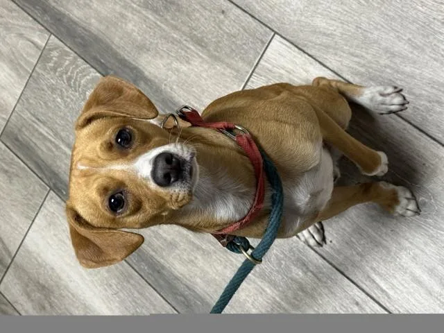 An adult small-sized male Beagle dog named Dorito for adoption in Redlands, CA
