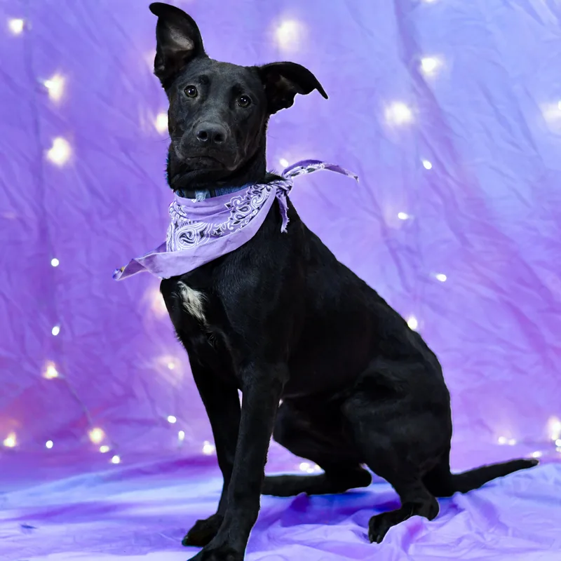 An adult medium-sized female Black German Shepherd Dog dog named Hallie for adoption in Defuniak Springs, FL